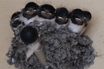 Babyswallows.jpg